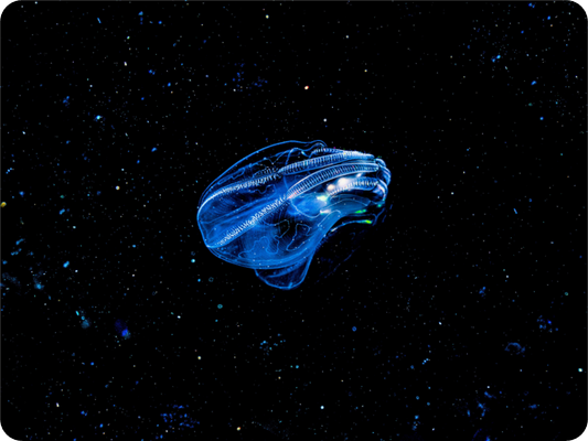 Main image Starships. Shuttle