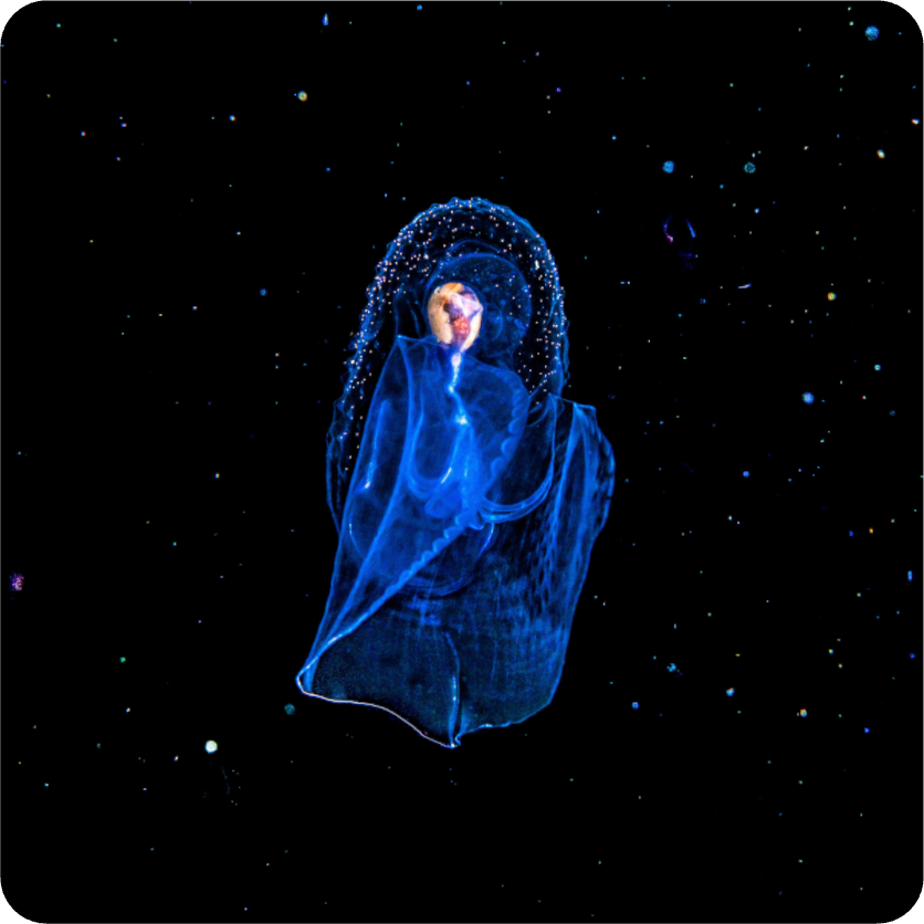 Main image Aliens Underwater. The Angel