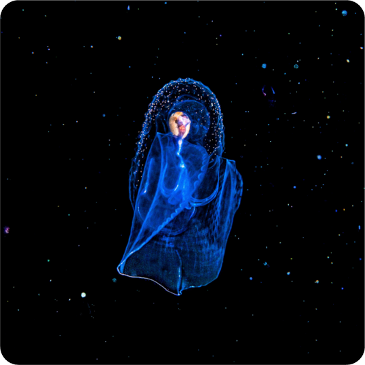 Main image Aliens Underwater. The Angel