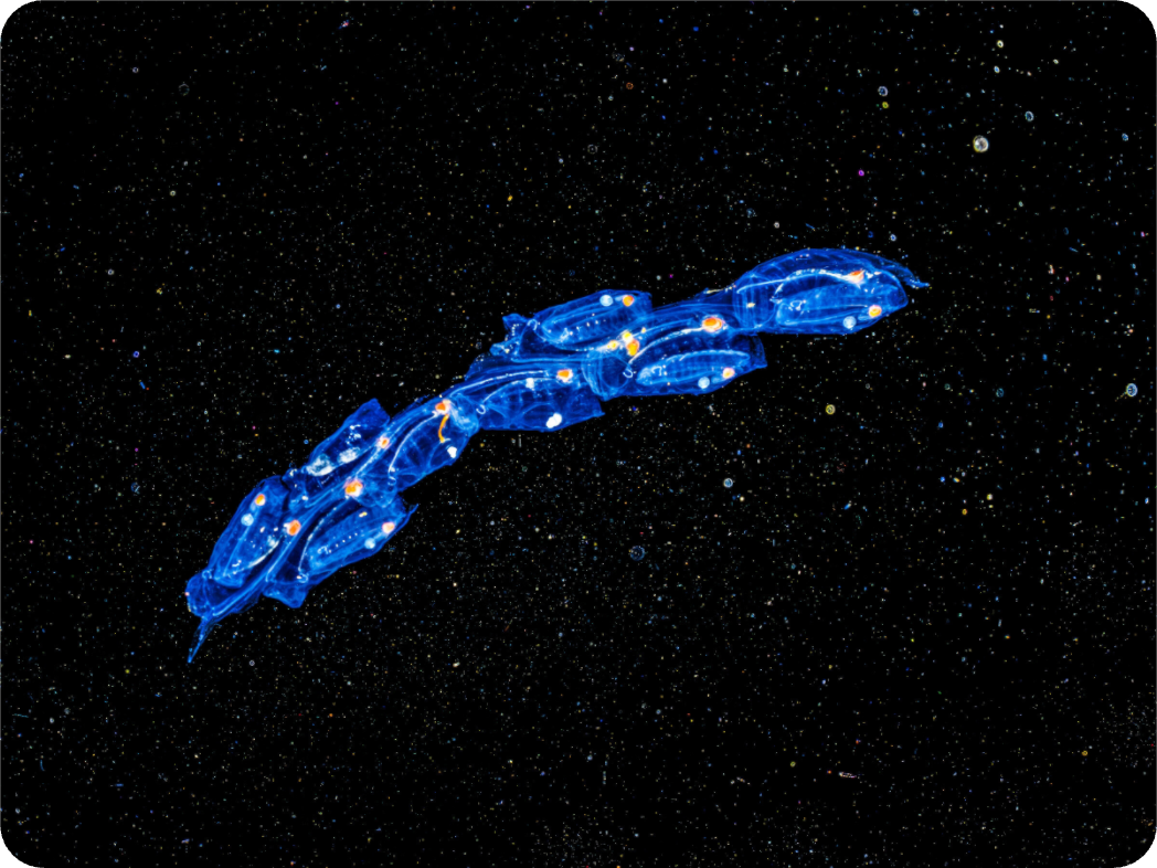 Main image Spaceships. Colony