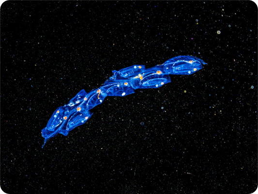 Main image Spaceships. Colony