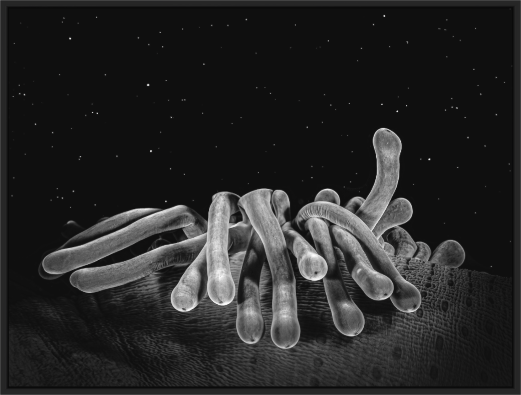 Main image Cosmic Corals