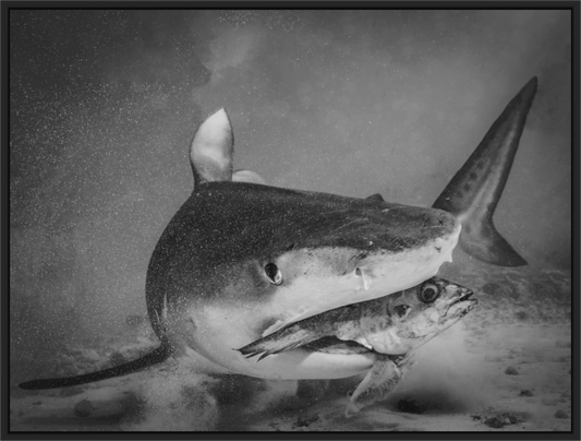 Main image Be the Big Fish!